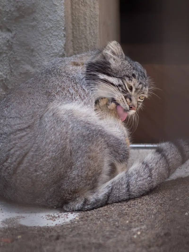 野毛山動物園のフィーガの写真