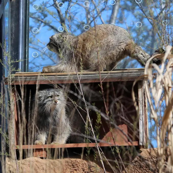 プラハ動物園のプリンセッサとスパイの写真