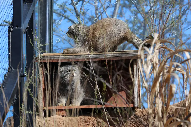 プラハ動物園のプリンセッサとスパイの写真