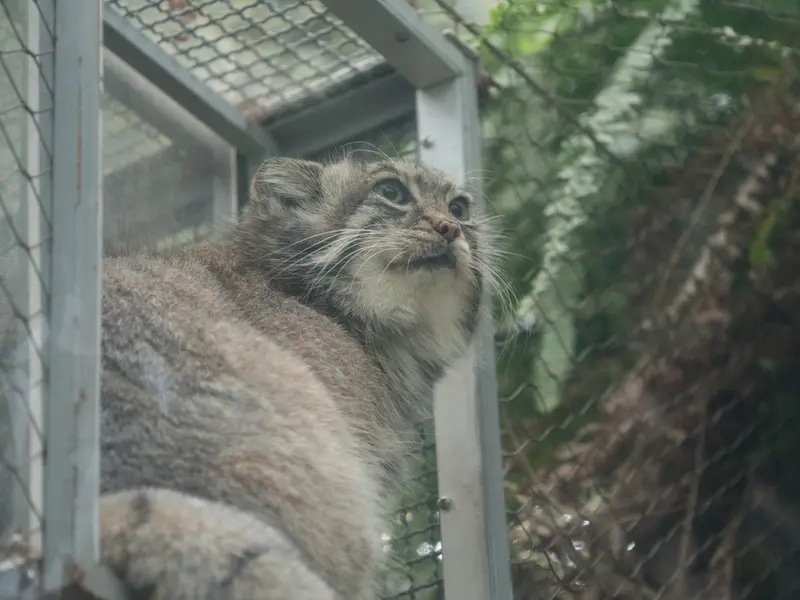 神戸どうぶつ王国のアズの写真