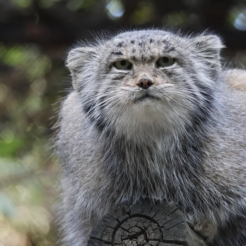 ノヴォシビルスク動物園のミアの写真