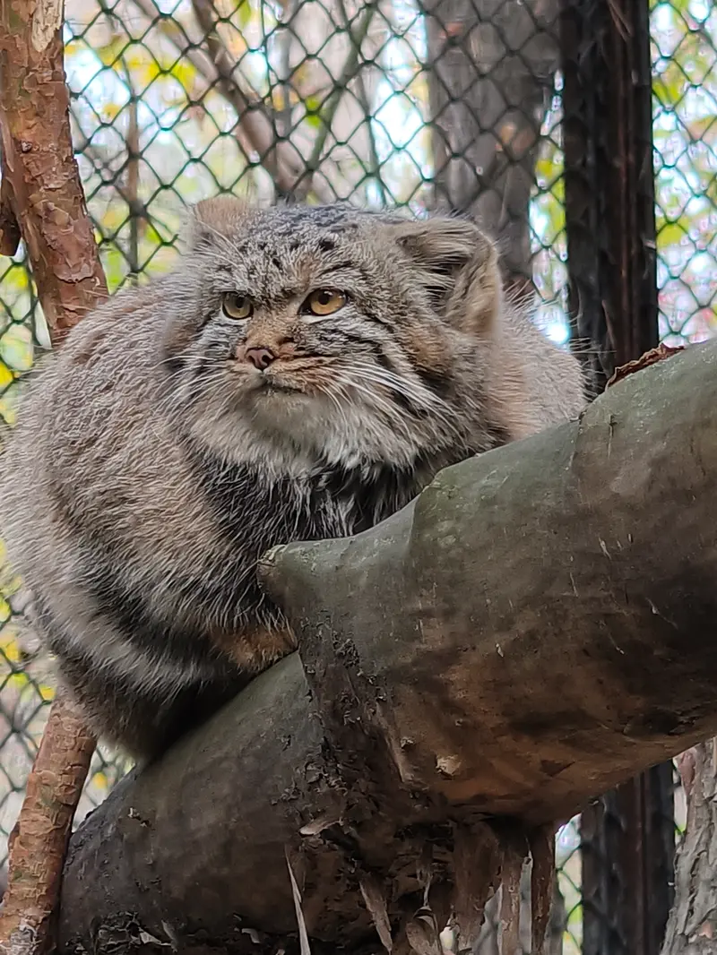 ノヴォシビルスク動物園のアデルの娘（2026年生まれ）Ⅱの写真