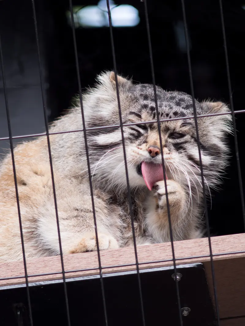 旭山動物園のグルーシャの写真
