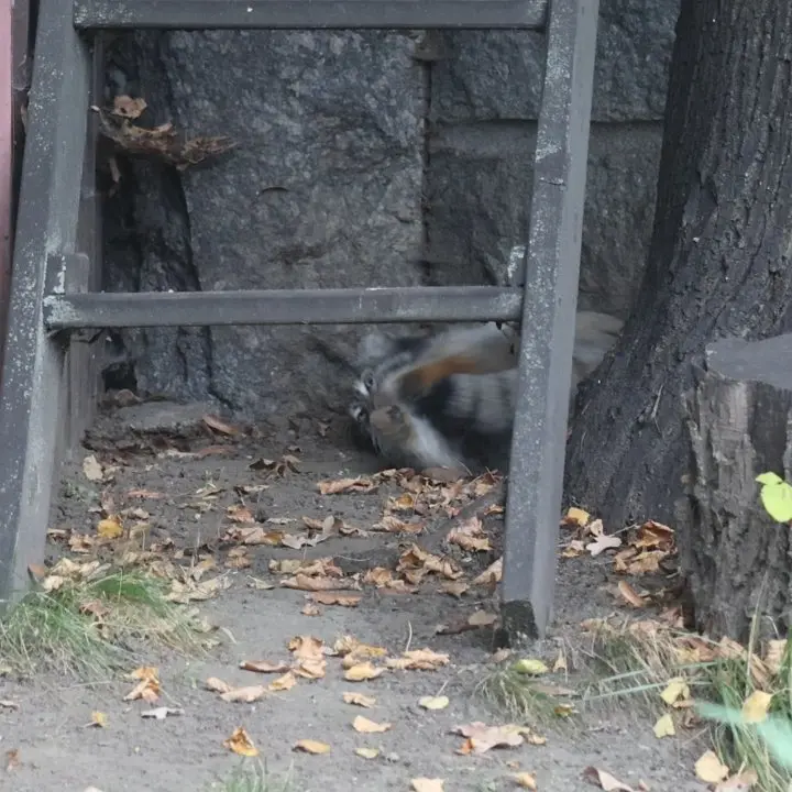 モスクワ動物園のティモフェイの写真