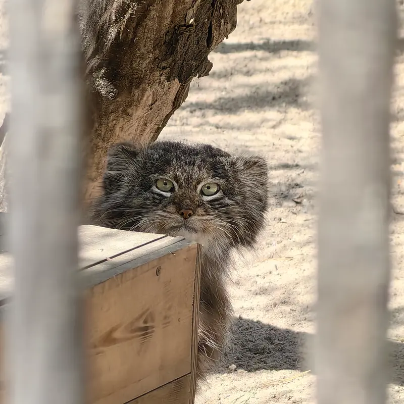 ノヴォシビルスク動物園のマリクの写真