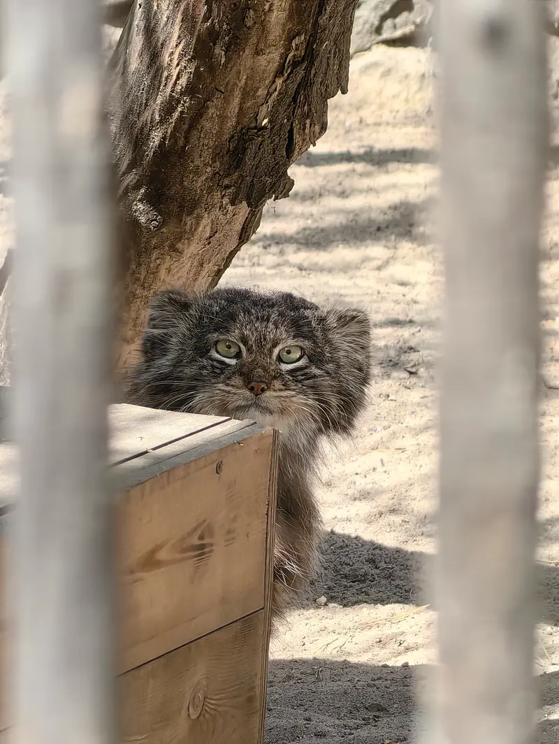 ノヴォシビルスク動物園のマリクの写真