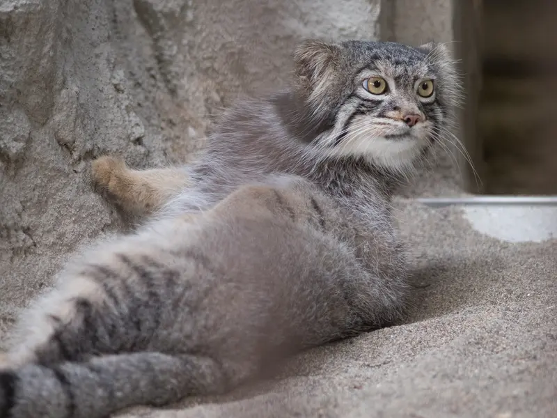 野毛山動物園のフィーガの写真
