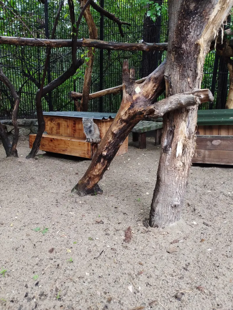 ノヴォシビルスク動物園のマヌルネコの写真