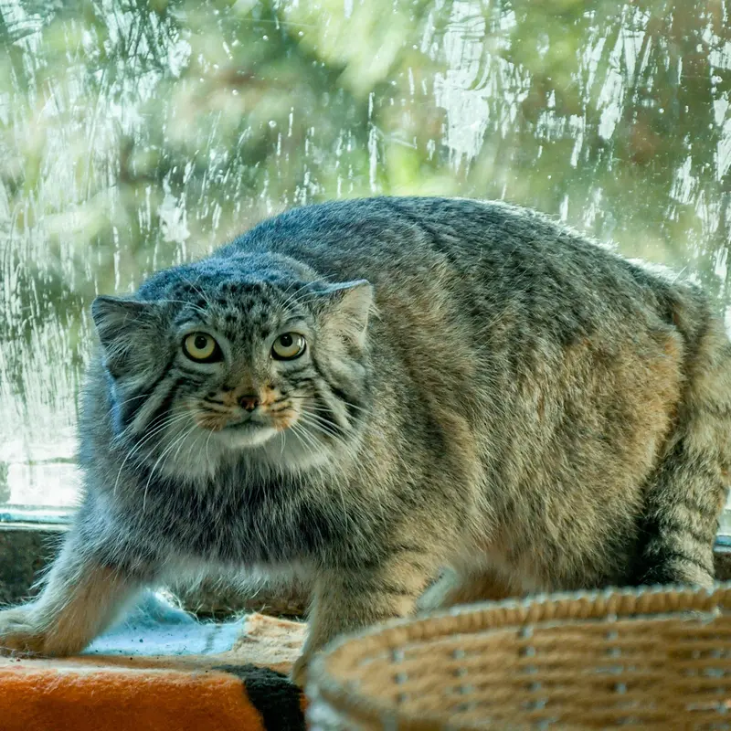 青海チベット高原野生動物園のスン・ダーニャンの写真
