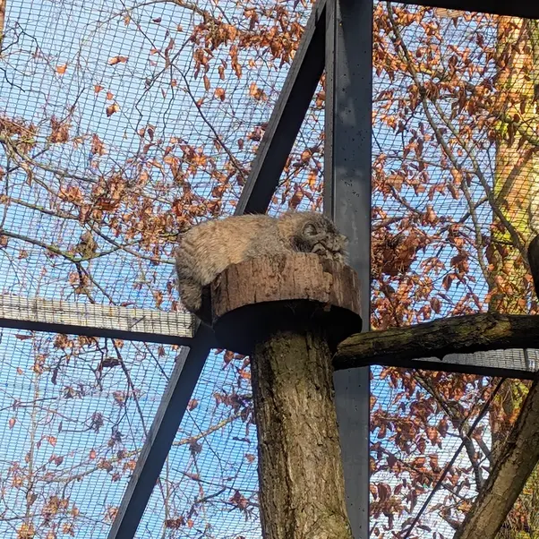 グダニスク動物園のマヌエルの写真