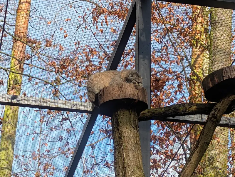 グダニスク動物園のマヌエルの写真
