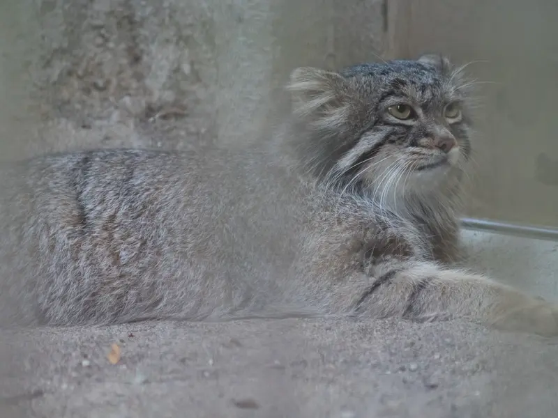 野毛山動物園のフィーガの写真