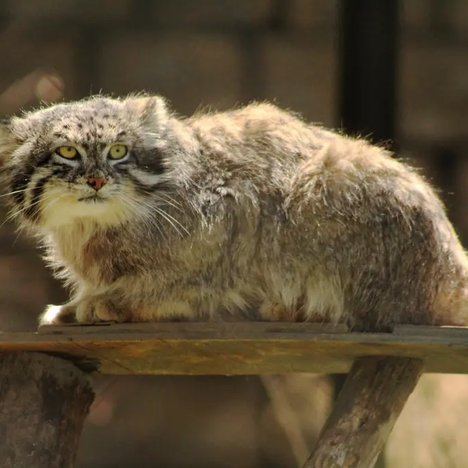 プエブロ動物園のタイ・チーの写真