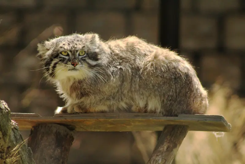 プエブロ動物園のタイ・チーの写真