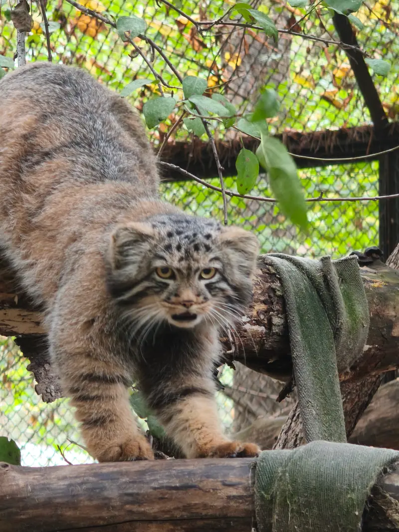 ノヴォシビルスク動物園のマヌルネコの写真