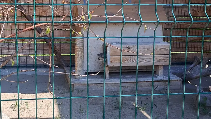 バルナウル動物園でのマヌルネコの公開給餌
