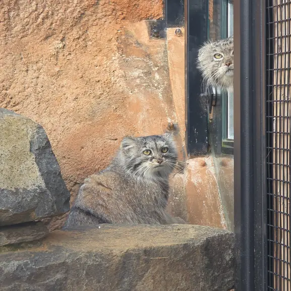 プラハ動物園のプリンセッサの写真