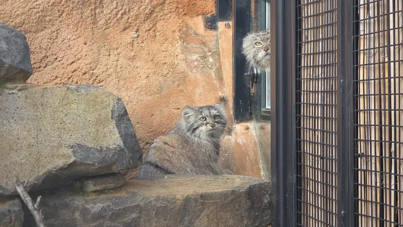 プラハ動物園のプリンセッサの写真