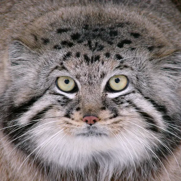 リガ動物園のハーストの写真