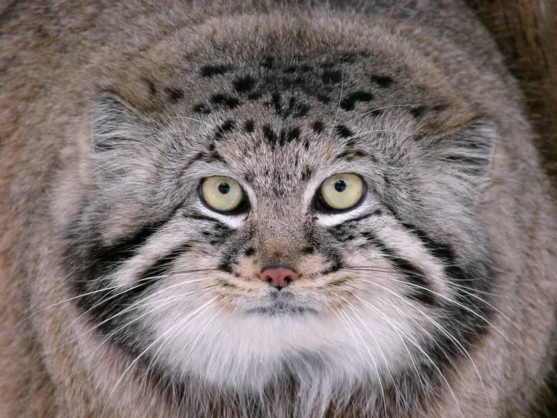 リガ動物園のハーストの写真
