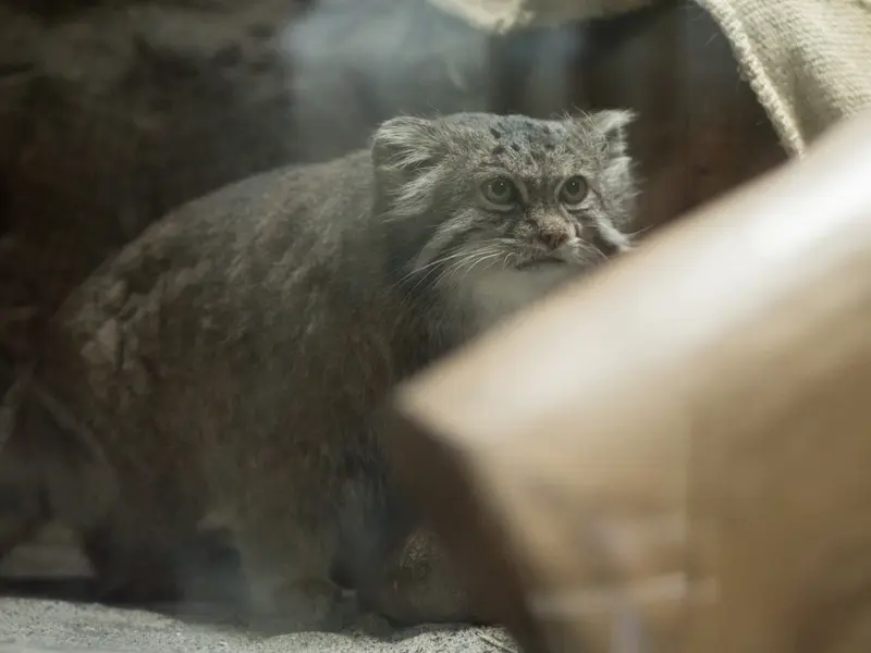 恩賜上野動物園のクリョンの写真