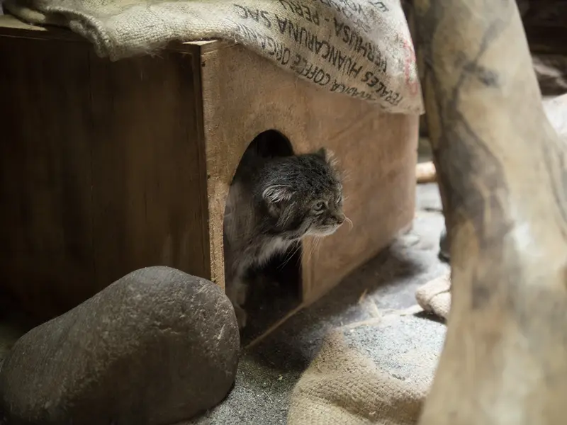 恩賜上野動物園のクリョンの写真