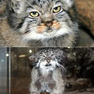 恩賜上野動物園のセバスチャン、シルヴィとペッキーの写真