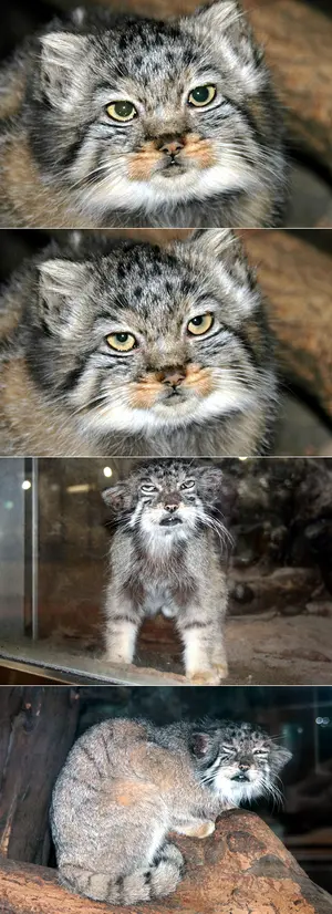 恩賜上野動物園のセバスチャン、シルヴィとペッキーの写真