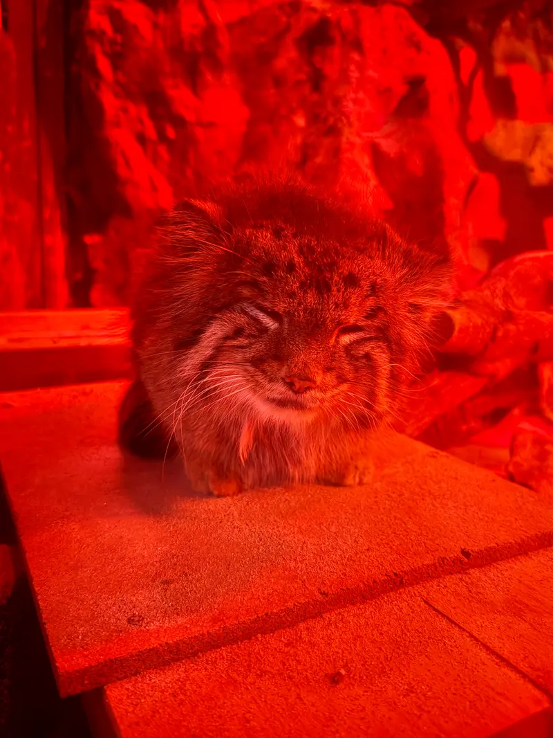 恩賜上野動物園のナイマの写真