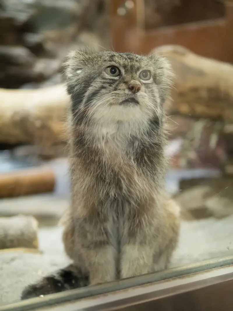 恩賜上野動物園のクリョンの写真