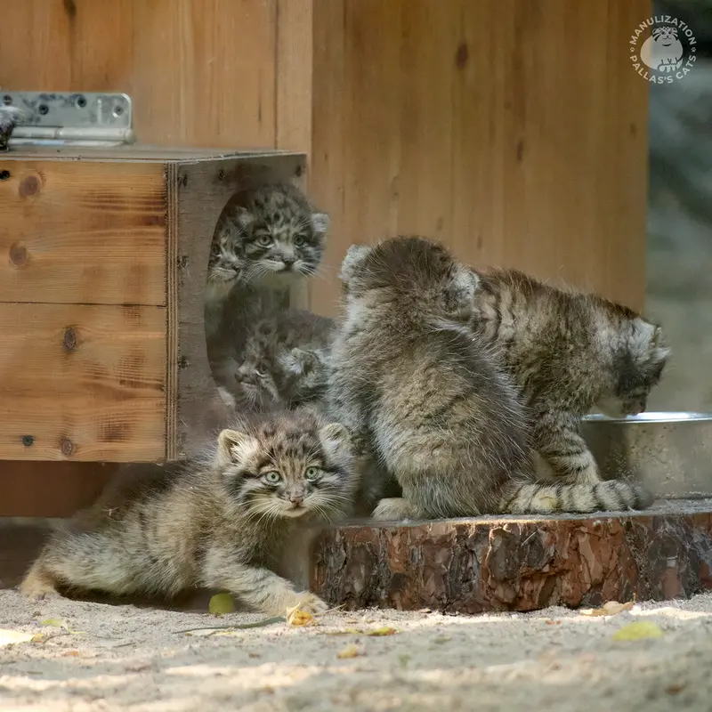 ノヴォシビルスク動物園のカトゥン、ベレリ、アッケム、メンス、ソン・オブ・スネジンカ b.2025 Ⅴとソン・オブ・スネジンカ b.2025 Ⅵの写真