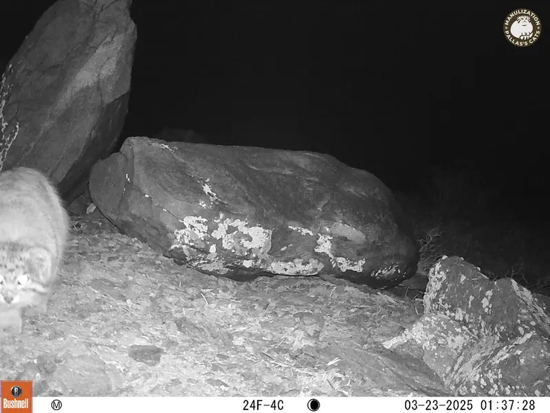 コシュカルカメラトラップで撮影したOtocolobus manul manulの写真
