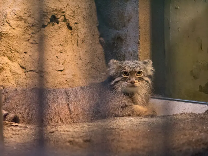 野毛山動物園のフィーガの写真