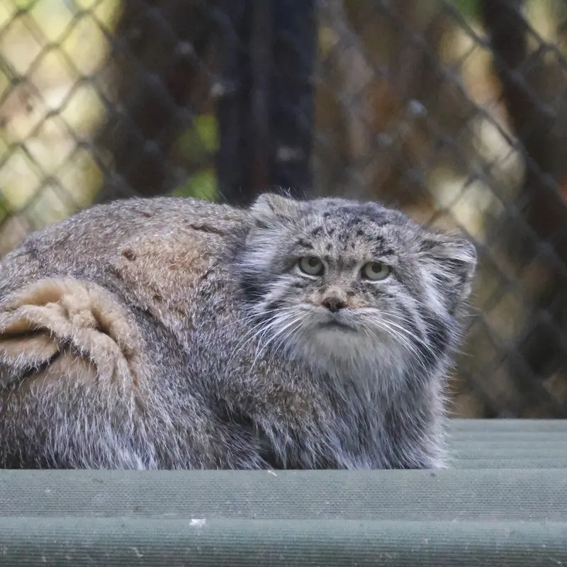 ノヴォシビルスク動物園のミアの写真