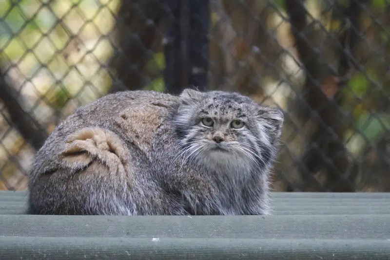 ノヴォシビルスク動物園のミアの写真
