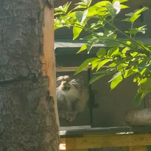エディンバラ動物園のダッチェスの写真