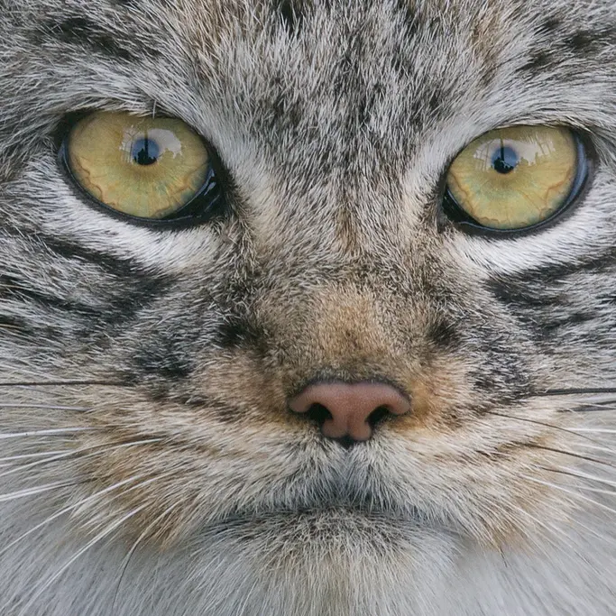 ビッグ・キャット・サンクチュアリのウェイ・シャンの写真