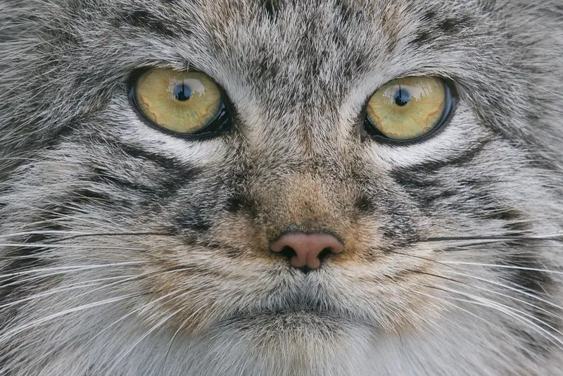 ビッグ・キャット・サンクチュアリのウェイ・シャンの写真