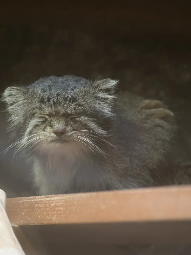 恩賜上野動物園のクリョンの写真