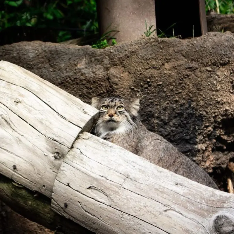 ユタズ・ホグル動物園のハルの写真