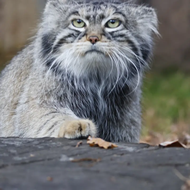 モスクワ動物園のティモフェイの写真