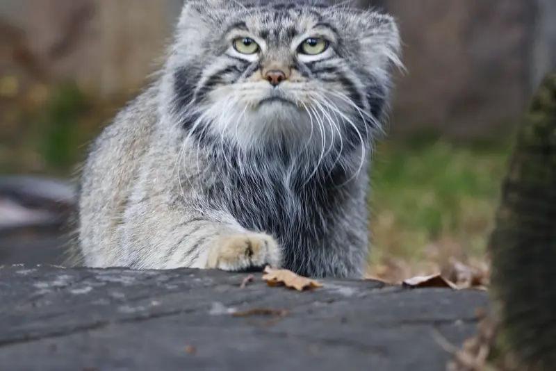 モスクワ動物園のティモフェイの写真