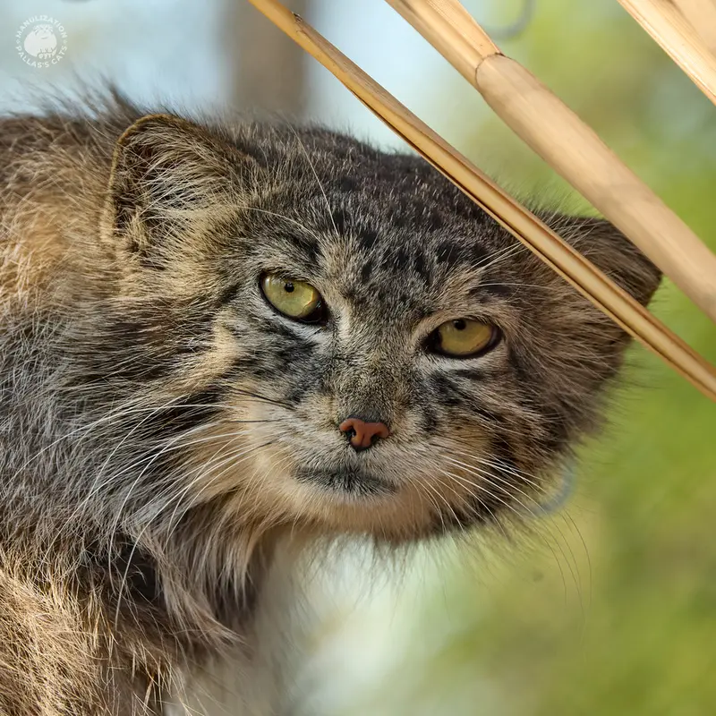 プラハ動物園のマヌルネコのスパイ
