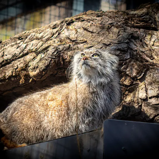 リトアニア動物園のメリッサの写真