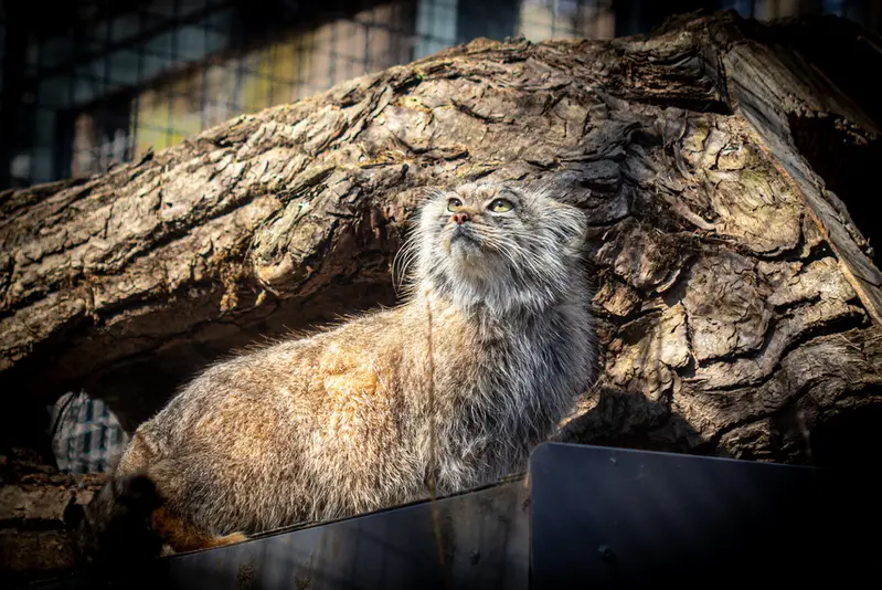 リトアニア動物園のメリッサの写真