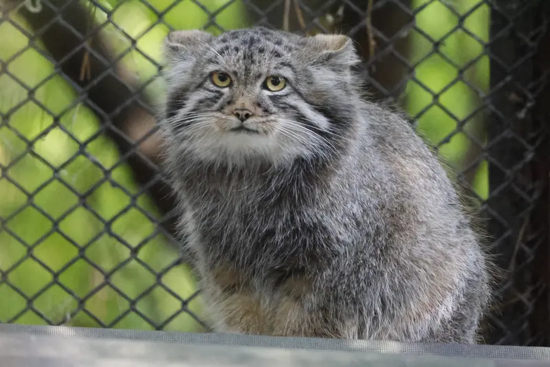 ノヴォシビルスク動物園のマヌルネコの写真