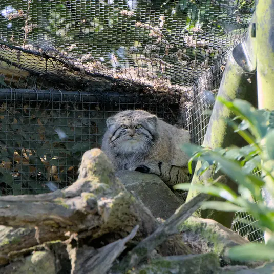 ロッテルダム動物園のノルブの写真