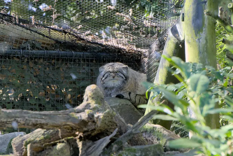 ロッテルダム動物園のノルブの写真