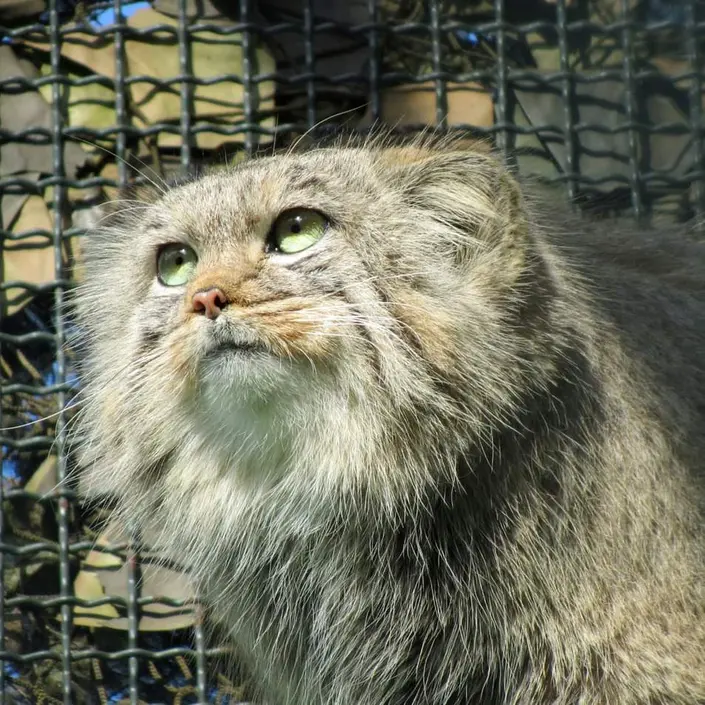 ブダペスト動物園＆植物園のボルシカの写真