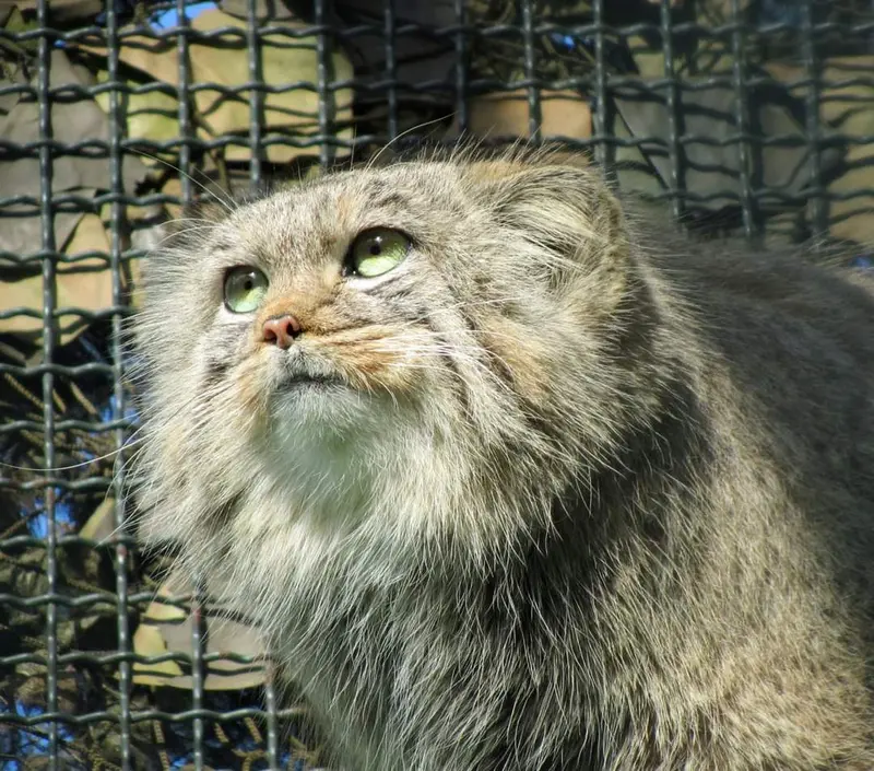 ブダペスト動物園・植物園のボルシカの写真